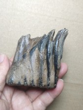 230g Beautiful Ice Age tooth collection picture