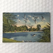 Florida Vintage Postcard Seagulls Orlando picture