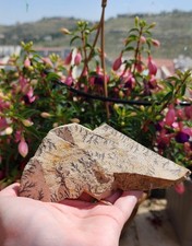 A beautiful  stone from  Sinai mountain with a burning bush  picture