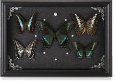 Real Framed Butterfly Taxidermy Collection - Set of 5 in Shadow Box Display - Na picture