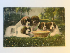 Postcard St Bernard Puppies Group Portrait Field Water Bowl Posted 1908 picture