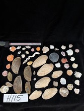 Vintage Florida Shell Collection Bulk Lot W/ Lots Of Variety (H115) picture