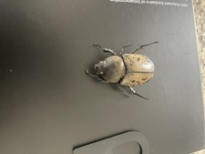Dynastes tityus hercules beetle South Carolina USA picture