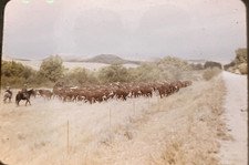 35mm Slide Cattle Drive Montana 1947 Kodachrome picture