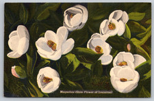 c1930s Magnolias State Flower Louisiana CT Art Colortone Postcard picture