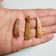 3 Massive Pterosaur Teeth Spinosaurus Carcharodontosaurus Cretaceous Dinosaur picture