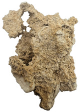 Medium Unidentified Fossil Specimen | RARE 3D Soft-Body Geometry | SEE VIDEO picture