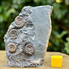 Promicroceras marstonense Fossil Multi Block Marston Magna Somerset UK picture