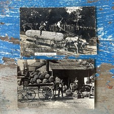 Giant Corn RPPC Antique Exaggeration 1908 Evans Farm Martin Post Card Co  Lot 2 picture
