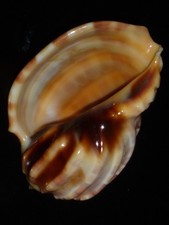 580 Harpa goodwini 66.2mm TOP GRADING IMPORTANT NATURAL SEASHELL RARE BEAUTY picture