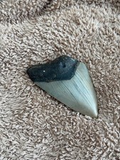 Real Megalodon Shark Tooth 3.8” Big Fossil Shark Teeth From NC picture