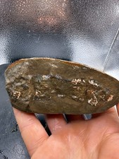 Fossilized Indiana Not Mazon Creek Siderite Possible Tully Monster 434 Grams picture