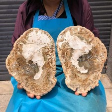 2pcs 7.32 LB Natural Petrified Wood Crystal Fossil Slice Crystal Specimen 6194 picture