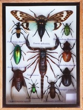Real Scorpion with Cicada and Mix Of  Insect Taxidermy In Wooden Box Display picture