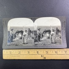 Cowboy Camp Western Prairies Stereoview Keystone View Co. 1900 Curved Mount picture