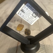 2 Beautiful Amber cabrite Fossil with Insects Manual Polishing picture