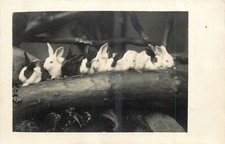 Cute Baby Bunnies Real Photo Postcard RPPC Antique Rabbit Animal Pet Zoo c1910 picture