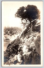 Monterey Cypress Tree Coastal Cliff View, Asiloma, Pacific Grove California RPPC picture
