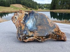Awesome Old Stock Cut & Polished Petrified Wood Slab From Hubbard Basin, NV #HB4 picture