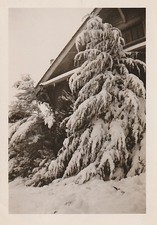Found Photo Vintage Illinois Family 195o's Mid-Century House Snow Fir Tree 603 picture