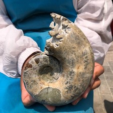 3.56LB Large Natural Beautiful Ammonite Fossil Conch Crystal Specimen Healing picture