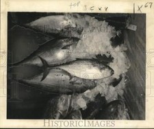 1969 Press Photo Bonita was plentiful too for viewers picture