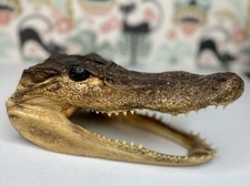 Oddity Real Alligator Head Taxidermy Glass Eyes 8” Open Mouth Swamp Creature picture