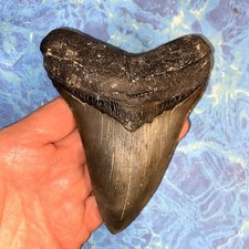 4 INCH REAL MEGALODON SHARK TOOTH HUGE COLLECTOR FOSSIL BIG SERRATED GIANT MEG picture