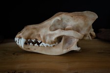 Grey Wolf Skull Replica – Large Life Size Resin Display, Anatomical Model picture