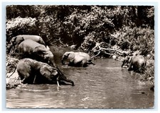 RPPC Elephants Postcard picture