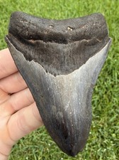 Natural 3.90” Megalodon Shark Tooth Fossil Real Shark Teeth No Restoration picture