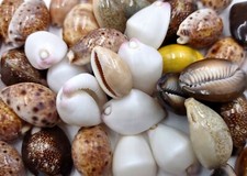 Cowrie shell Assorted Mix (Approx. half cup 10+ shells 0.75+ inches) picture