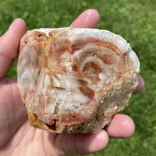 Unique Unknown Agate Possibly Petrified Wood 1 Pound 9.17 Oz picture