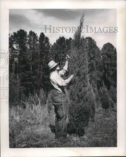1964 Press Photo Huston Pierce examining an Arizona cypress at LSU woods picture