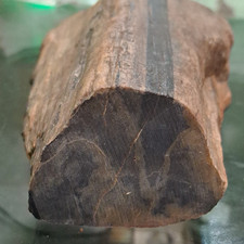 Petrified Wood Fossil Chunk  Brown w/ Dark Stripe Polished End Cross-cut picture
