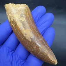 MUSEUM QUALITY FOSSIL DINOSAUR TOOTH CHARCHARODONTOSAURUS 3.77” MOROCCO picture