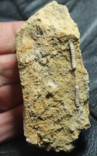 Dadocrinus - Early Triassic, Lower Muschelkalk fossil crinoid picture