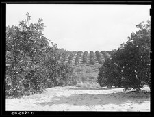 Photo:Orange grove near Frostproof, Florida picture