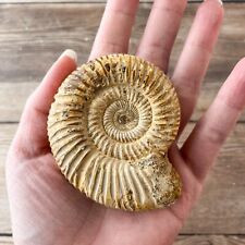 Ammonite (White) Fossil Polished; 128 g Authentic Real picture