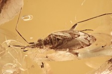 GIANT True Bug HETEROPTERA Fossil Inclusion Genuine BALTIC AMBER + HQ Pic 240418 picture