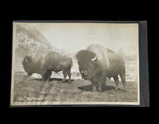 Unposted Real Photo RPPC Postcard Buffalo/Bison Wildlife Photograph Paper picture