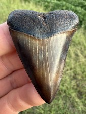 Rare NC River Great White Shark Tooth Fossil  picture