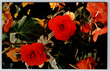 c1940s Begonia Tropical Foliage Berkeley California Linen Postcard picture