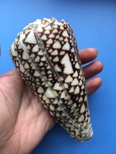 135mm | Conus bandanus |GIANT size | Nice pattern picture
