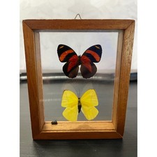 Vintage Real Taxidermy Butterfly Double Glass Wood Frame 88 Specimen Yellow Wall picture
