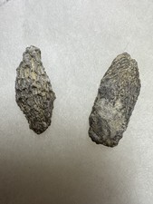CRINOIDs DEDADOCRINUS HALLI, ALABAMA picture