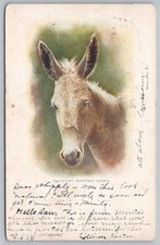 Rocky Mountain Canary Donkey Mule Postcard 1905 Leadville CO to Grand Junction picture
