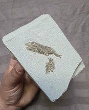 Very Rare Pliocene Fish Fossil Maurolicus Muelleri  From Italy  picture