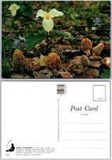 Continental Morel Mushrooms Trillium Wildflowers Michigan Postcard picture