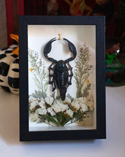 Real Emperor Scorpion Celestial Floral Shadow Box | Handmade Gothic Art picture